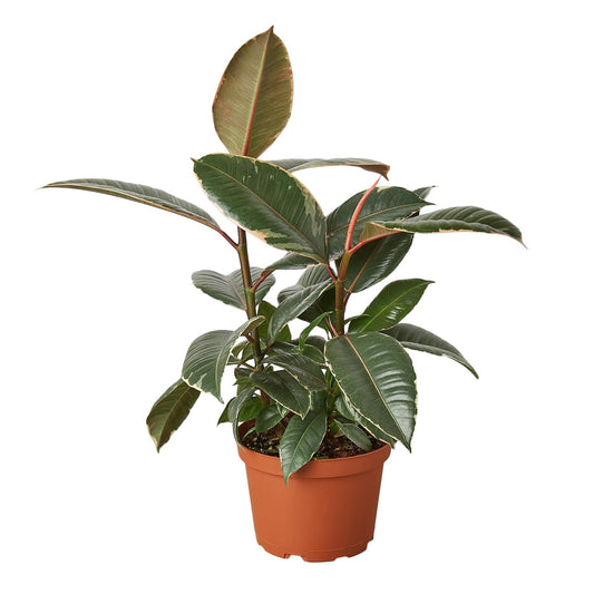 Ficus Elastica 'Tineke' | Live Plant for Indoor & Outdoor | for Living Room, Office, Bathroom | (4" Pot)