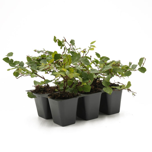 6 Creeping Fig, Live Plants – Ficus Repens – Fast-Growing & Versatile Climbing Vine in 2.5” Nursery Cubes – Perfect for Living Walls, Topiaries, Ground Cover & Indoor/Outdoor Decor