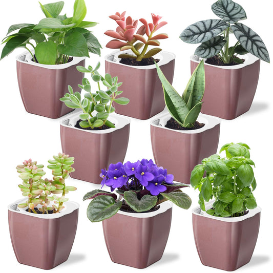 Oliz 8 Pack Self Watering Pots 4-inch Decorative Flower Planters for Indoor Plants Modern Square planters for Small Plants Window Sill Planters for Succulents, African Violets, Herbs(Rose Gold)