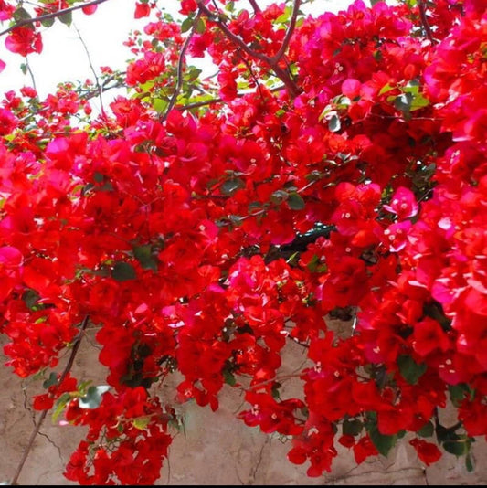 Live Plant - Spectabilis Red Bougainvillea Small Well Rooted Starter Plant