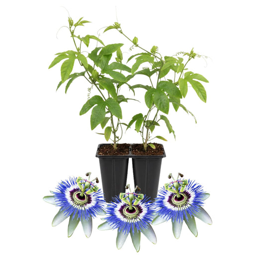 Set 2 Passion Flower Plants Live, Well Rooted Passiflora Flowering Vine 4-7'' Tall, Vibrant Blooms for Garden or Containers (White Blue)