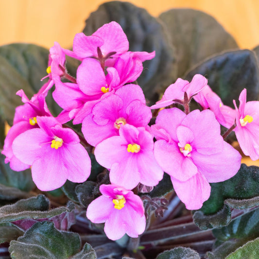 African Violets Live Plant, Pink Violet Plant Live African Violet Plants Indoor Plants Live Houseplants in 4 Inches Pot