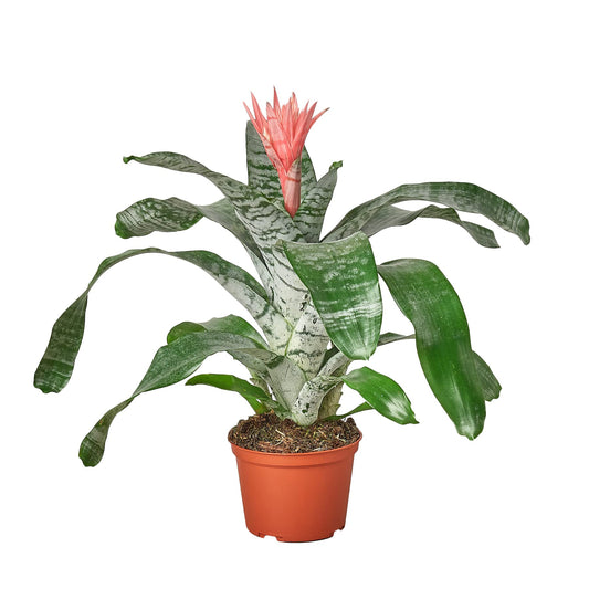 House Plant Shop | Bromeliad 'Silver Vase' - 6" Pot | Live Indoor Plant | Easy to Care | Natural Décor Plant | Great Gifts| Free Care Guide