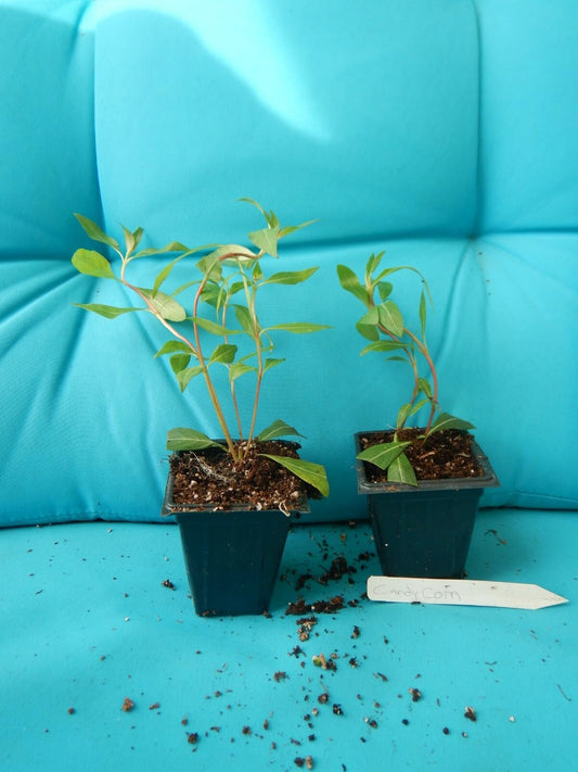 Live Plant - Candy Corn Cuphea Melvilla Starter Plant Attracts Hummingbirds & Butterflies