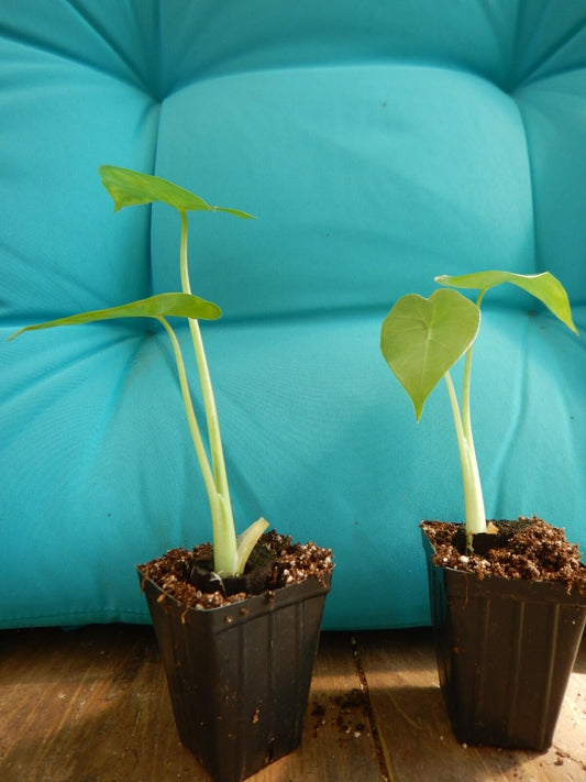 Live Plant - Calidora Elephant Ear Alocasia Live Starter Plant Cold Hardy Gets Huge!