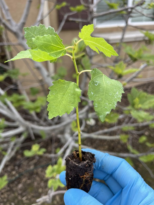 Live Plant - 1 Fignomenal Dwarf Fig Tree Dwarf Fig Plant Starter Plant