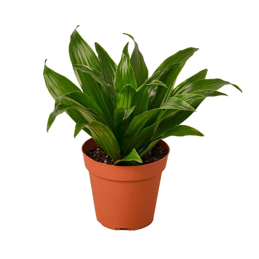 Dracaena 'Janet Craig' | Live Plant for Indoor & Outdoor | for Living Room, Office, Bathroom | (6" Pot)