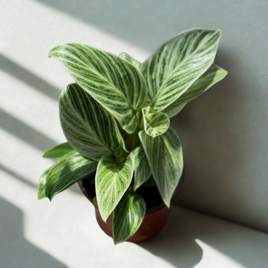 Philodendron Evian Live Plant – Rare Variegated Philodendron with Stunning Green Foliage – Fully Rooted Indoor Tropical Houseplant – Perfect for Home Decor & Unique Plant Gifts (Heat Pack Included)