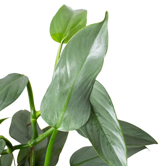 Philodendron 'Silver Sword' | Live Plant for Indoor & Outdoor | for Living Room, Office, Bathroom | (4" Pot)