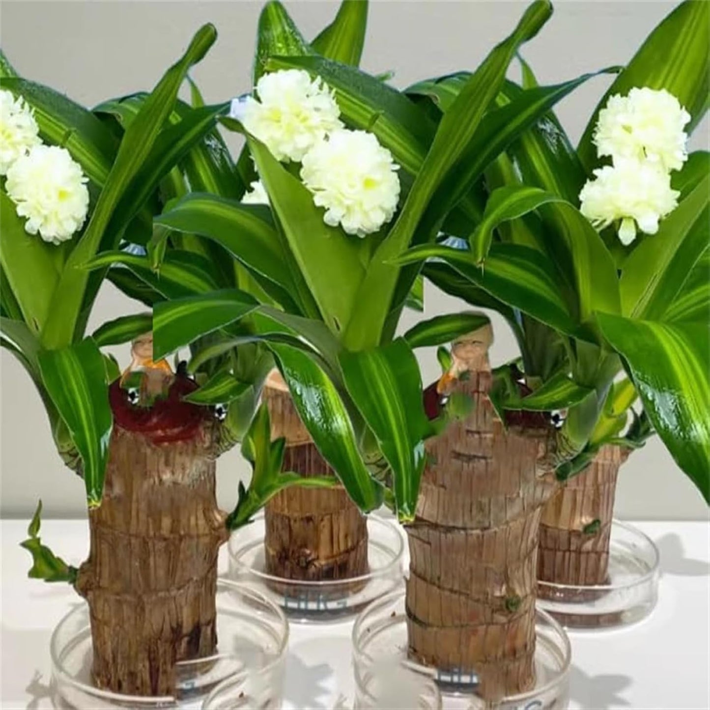 Brazilian Lucky Wood Plant,Brazilian Wood Doesn't Need to Wait to Sprout, Natural Air Cleaner, Suitable for Home Office Desk Decor (Dark Gray)