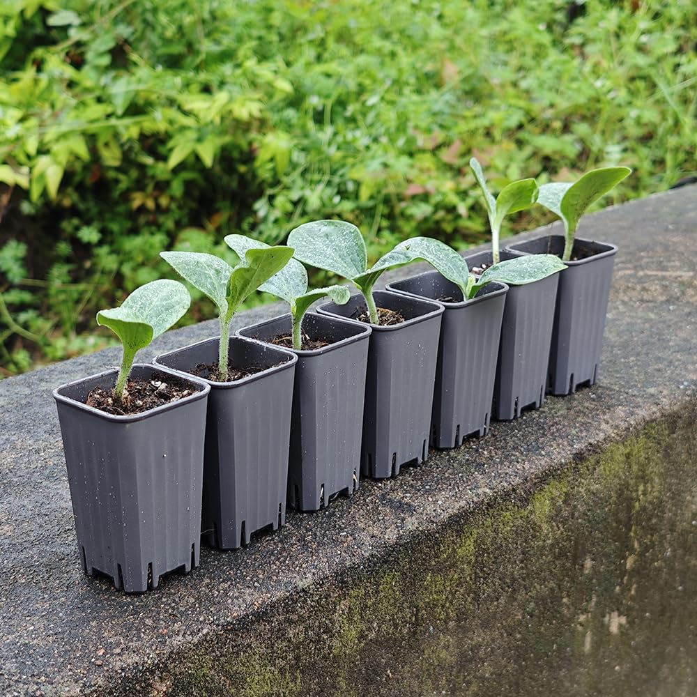 BangQiao 180 Pack 1.95 Inch Tiny Gray Plastic Square Nursery and Seedling Pot, Mini Deep Transplant Seed Starter Planter with Drain Hole for Germination, Herb, Succulent