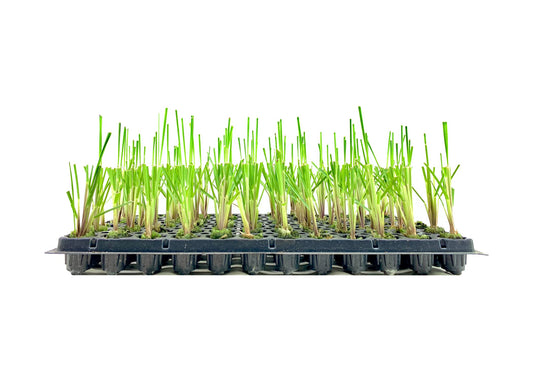 Pampas Grass | Cortaderia Selloana | 40 Live Plants | Flowering Ornamental Foliage
