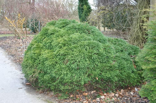 Rooted with Care | 10-Pack Cryptomeria 'Globosa Nana' Liners | Dwarf Globe Japanese Cedar