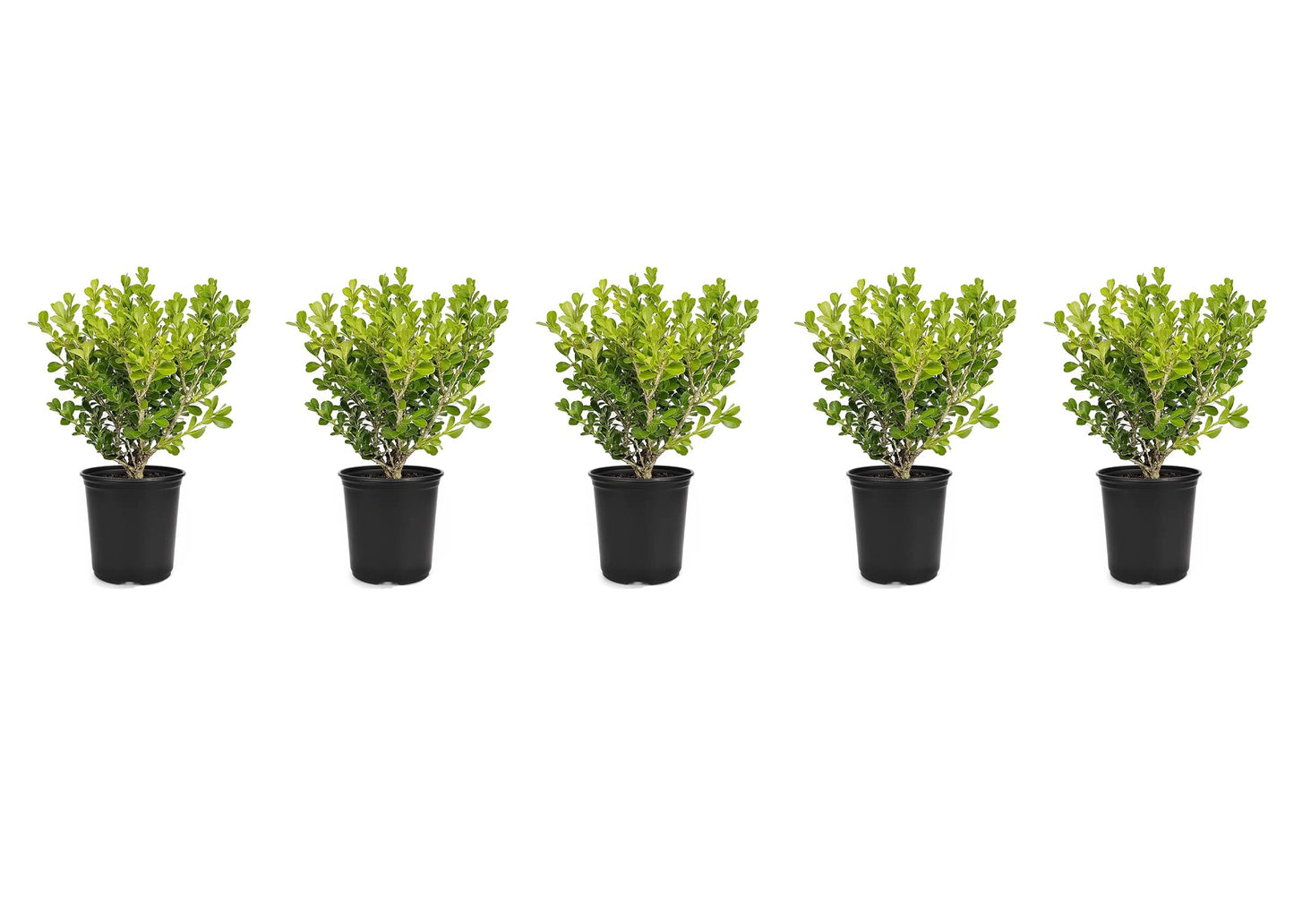 Japanese Boxwood | 5 Live 4 Inch Pots | Buxus Microphylla | Formal Evergreen Low Maintenance Hedge Plants