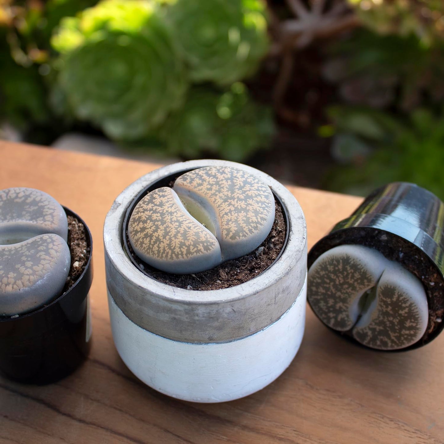Altman Plants Giant Living Stones Succulents (4PK) XL Lithops Live Plants & Real Succulents, Pet Safe Plants & Live Succulent Plants, 2.5" Pots, Pet Friendly Plants, Live Plants in Succulent Soil Mix