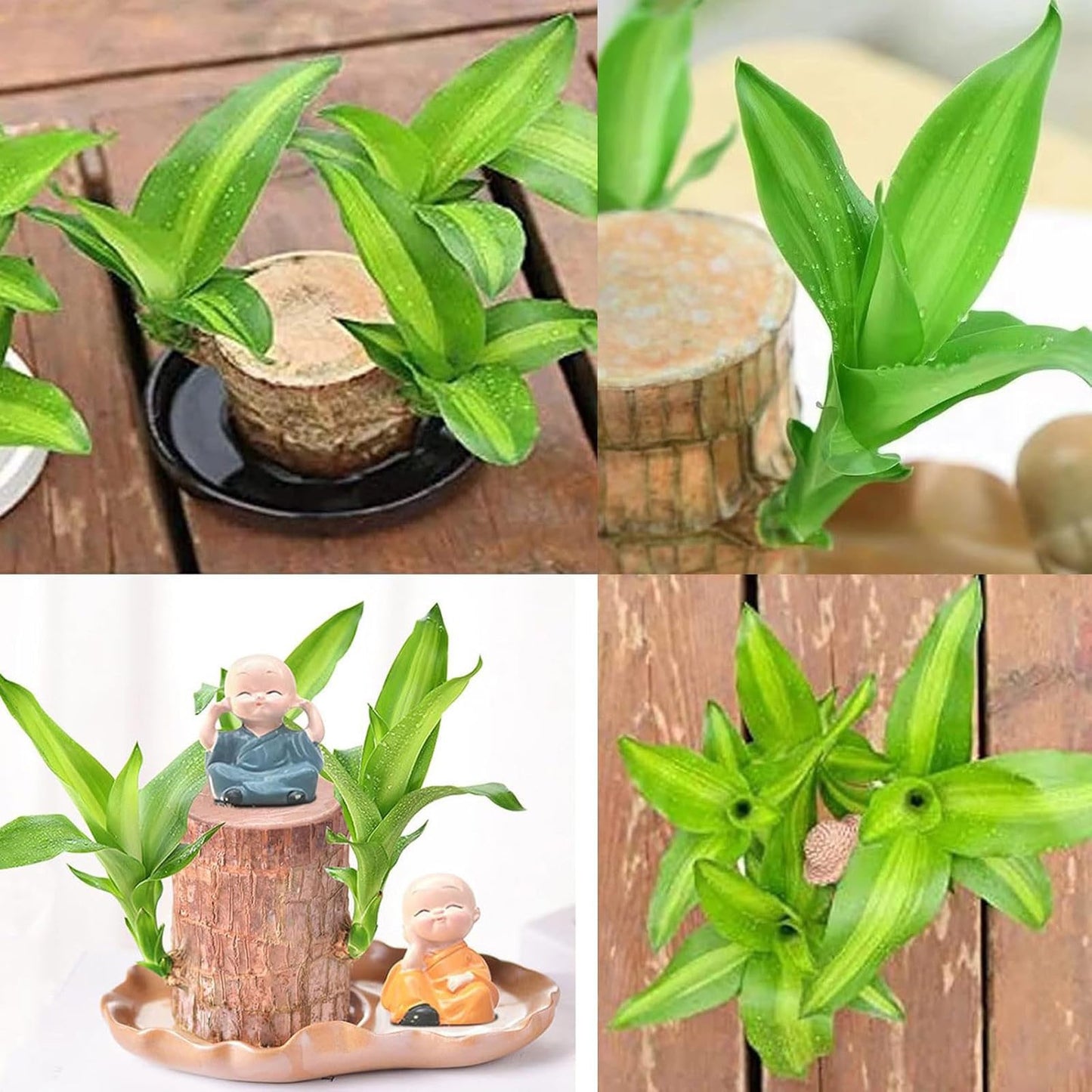 LuxeOne Brazil Wood Hydroponic Tree Stump with Doll & Tray, Brazil Wood Potted Plant, Brazilian Wooden Hydroponic Planting with Tray, for Indoor Office Desktop (C)