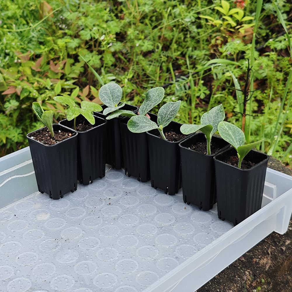 BangQiao 180 Pack 1.95 Inch Tiny Black Plastic Square Nursery and Seedling Pot, Mini Deep Transplant Seed Starter Planter with Drain Hole for Germination, Herb, Succulent