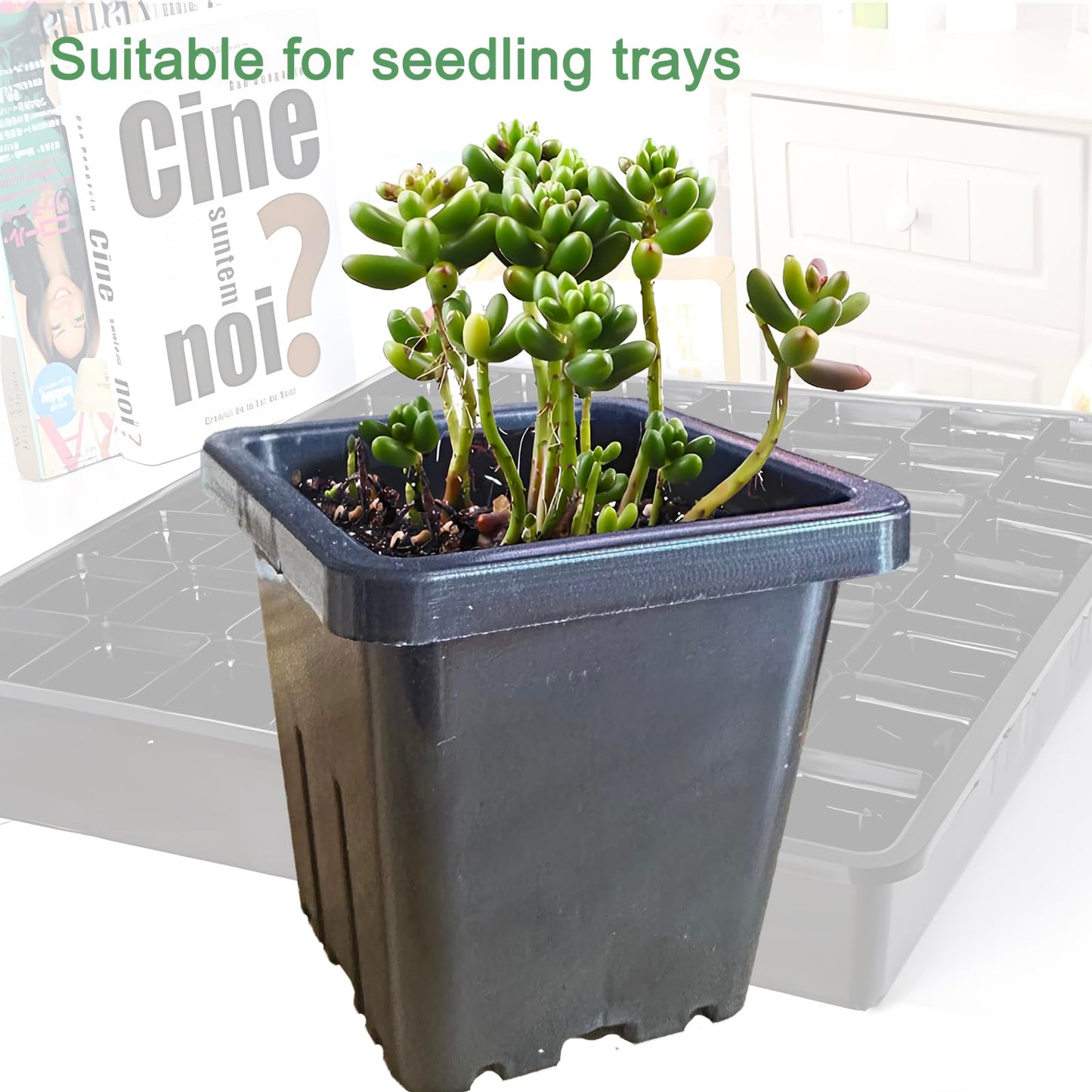 Gyfofix 2 Inch Square Nursery Pots, 50 Pack (25 Clear + 25 Black) Seedling Starter Pots, Plastic Plant Pots with Drainage Holes, for Seed Germination, Root View, and Light Blocking