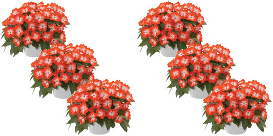 Live New Guinea Impatiens Plant - Shades of Orange (3 Plants Per Pack) - Beautiful Flowering Shade Flowers - 12" Tall by 5" Wide in 1 Qt Pot (Pack of 2)