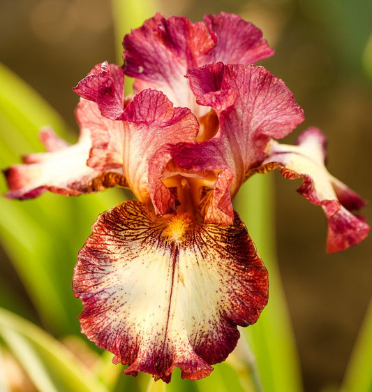 (5) Bearded Iris Assorted Colors Mix, Roots, Bulbs, Plants, Flowering Rhizomes, SeedsBulbsPlants&More