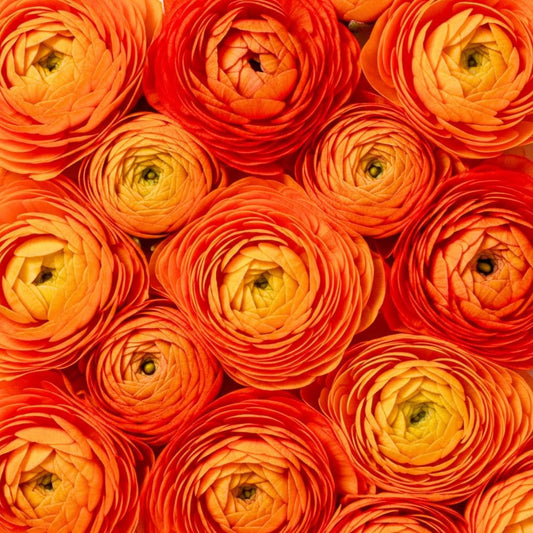 Orange Ranunculus Bulbs for Planting (10 Bulbs) – Orange School Spirit Color Displays - Gorgeous Flowers for Gardens, Containers, Cut Bouquets & Indoor Forcing – Long-Lasting, Easy-Grow Blooms