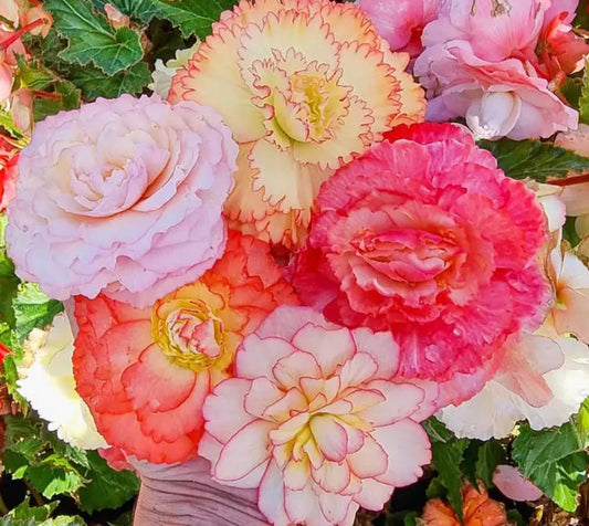 Begonia Samba Flower Bulb Mix (3 Bulbs) - Colorful Upright, Fringed, Double Blooms - Ideal for Pots, Containers, Hanging Plants -