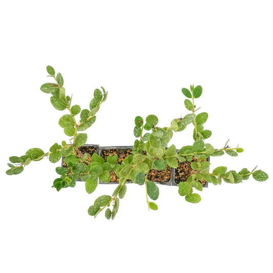 4 Green Carpet Natal Plum in 3.5" Nursery Cubes | Carissa ‘Green Carpet’ | Low-Growing Evergreen Groundcover for Landscapes, Slopes & Borders | Live Starter Plants