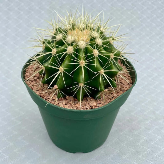 Golden Barrel Cactus (Echinocactus grusonii) - Extra Large - Live Plant - Most Popular Cacti - Office and Home Decor