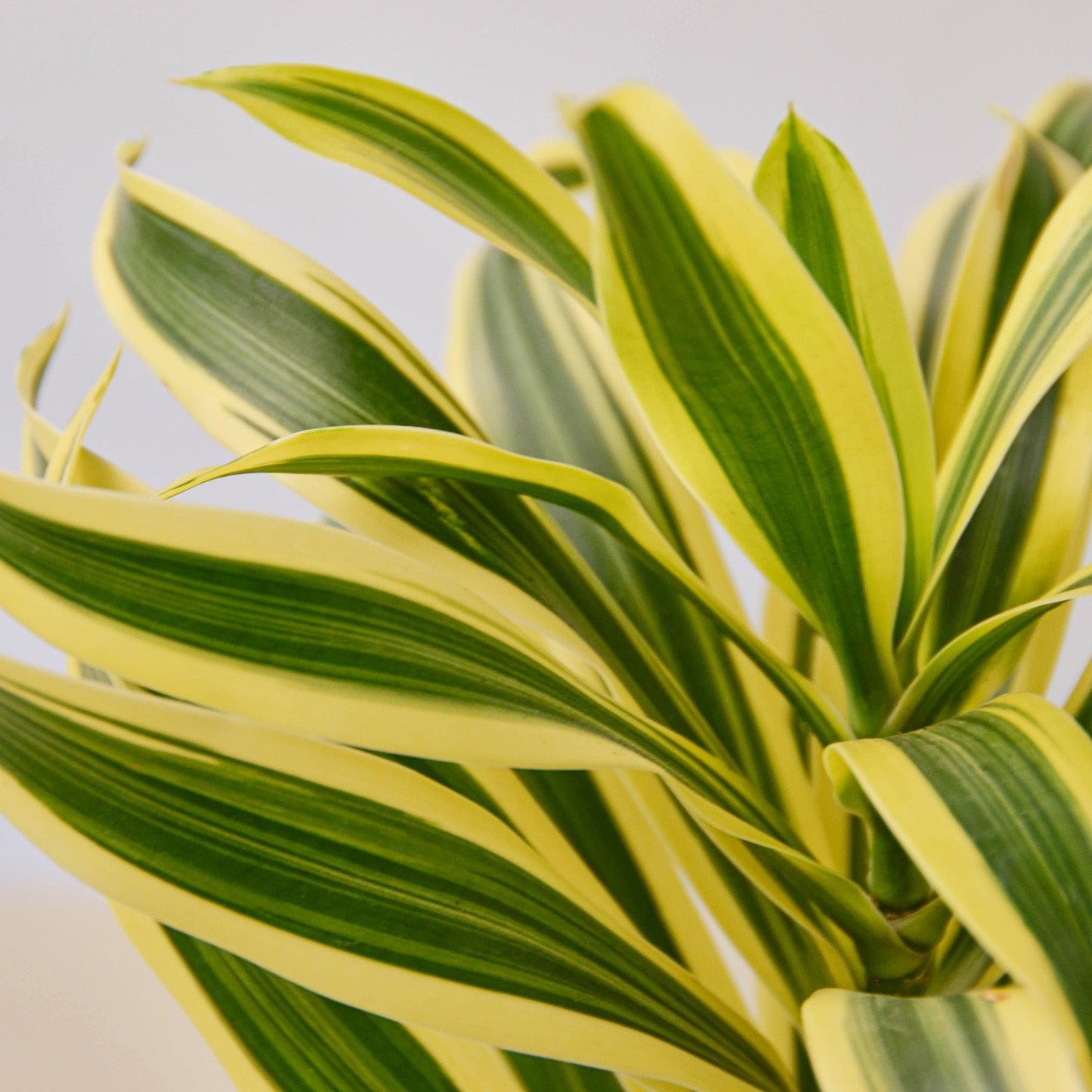 Dracaena 'Song of India' | Live Plant for Indoor & Outdoor | for Living Room, Office, Bathroom | (6" Pot)