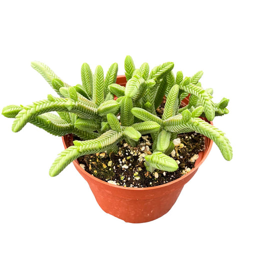 Live Succulent Plants Green Pagoda Mini Jade, Easy Care Potted Succulents in 4" Pots, Indoor Houseplant, Unique Gifts, Home Office Décor
