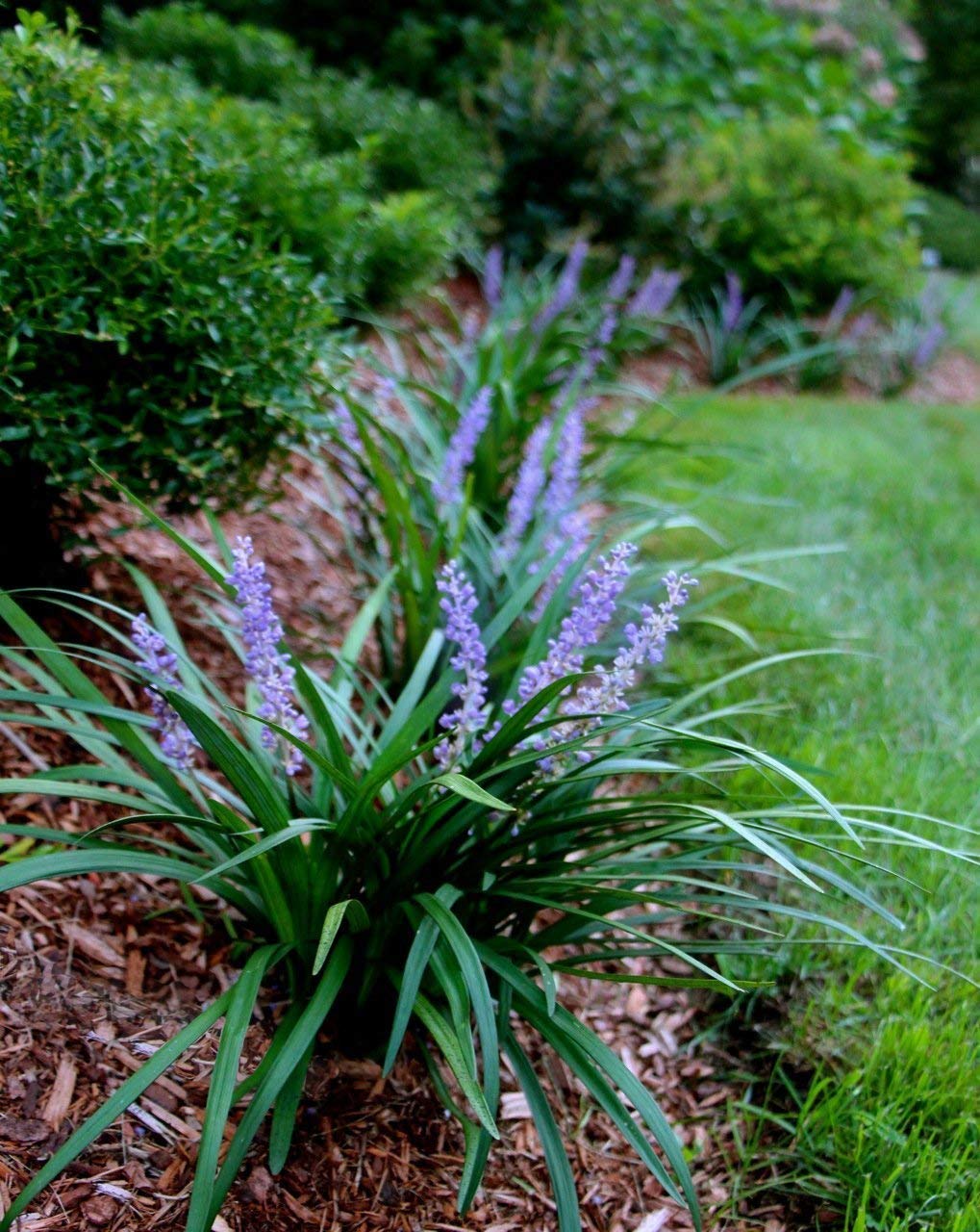 Super Blue Liriope Muscari - 10 Bare Root Plants - Evergreen Ground Cover Grass
