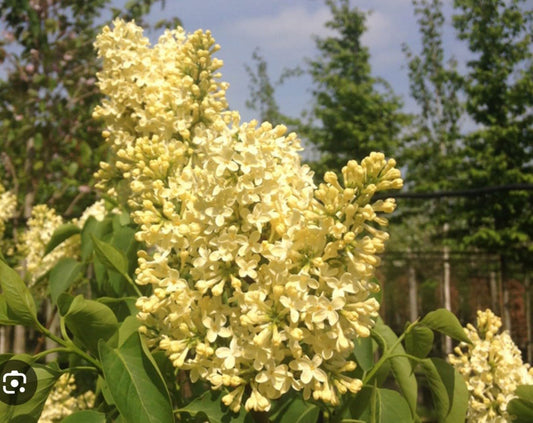 Live Plant - Primrose LilacSyringa VulgarisSmall Well Rooted Starter Plant4-8” Tall