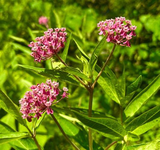 Swamp Milkweed 6 Live Plants (Asclepias incarnata) – Native Perennial Wildflower for Pollinator & Rain Gardens, Attracts Monarch Butterflies, Ideal for Wet Areas, Full Sun Landscaping Plant