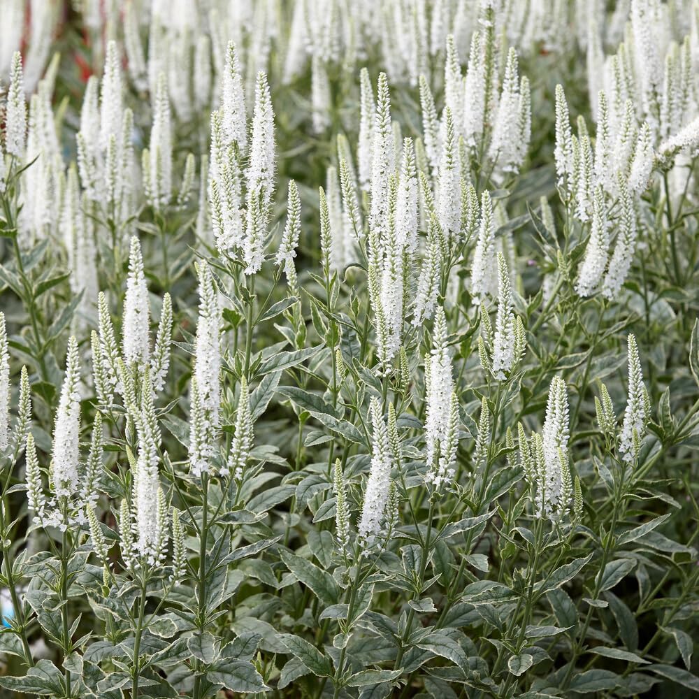 Charlotte Veronica Flower Root - Attracts Butterflies and Hummingbirds - Deer Resistant - Good as Cut Flowers - Perennializing