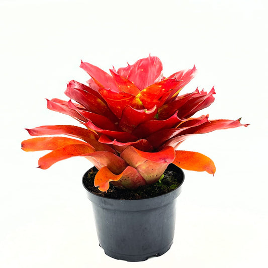 ragnaroc Live Plants – Bromeliad Neoregelia Lamberts Pride, 8-12" in 6" Pot - 1ct - Live Arrival Guaranteed - House Plants for Home Decor & Gift
