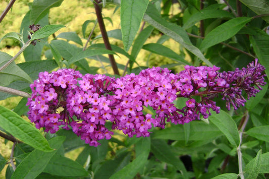 Greenwood Nursery: Live Shrub Plants - Royal Red Butterfly Bush + Buddleja/Buddleia Davidii - [Qty: 1x Pint Pot] - (Click for Other Available Plants/Quantities)