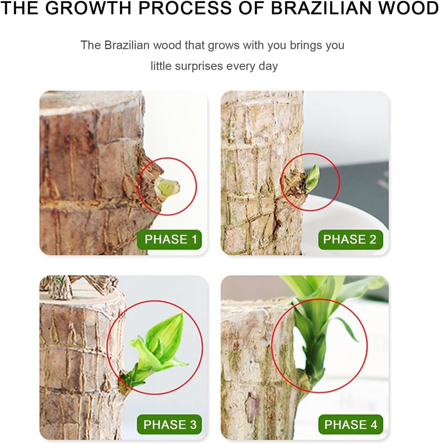 Brazilian Lucky Wood, Brazil's Lucky Tree Doesn't Need to Wait to Sprout, Hydroponic Stump for Purifying Indoor Air, Office Desk Decorations Plant Pot (B)