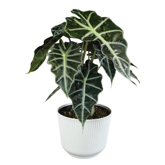 Altman Plants 'Polly' Alocasia Live Plant Decor in 6 Inch White Plastic Plant Pot, Elephant Ear Plant Gift & Desk Plant, Easy Plant & Indoor Plant, Air Purifying Plants in Indoor Potting Soil Mix