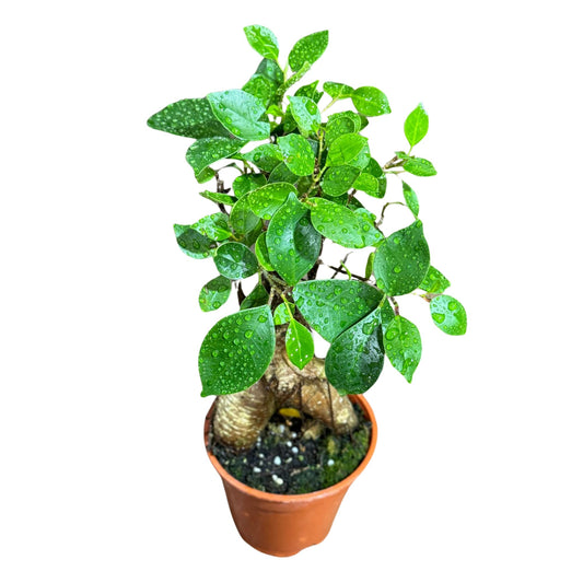 PLANTVERS Bonsai Ginseng in 4" Grow Pot – Ficus Macrocarpa – Bonsaificus – Live Indoor Bonsai Tree – Easy Care Houseplant – Dwarf Ficus Plant for Home or Office Décor