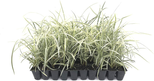 Aztec Grass - 20 Live Plants - Variegated Liriope - Ophiopogon Intermedius Argenteomarginatus
