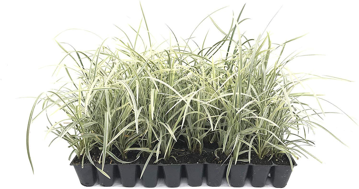 Aztec Grass - 3 Live Plants - Variegated Liriope - Ophiopogon Intermedius Argenteomarginatus