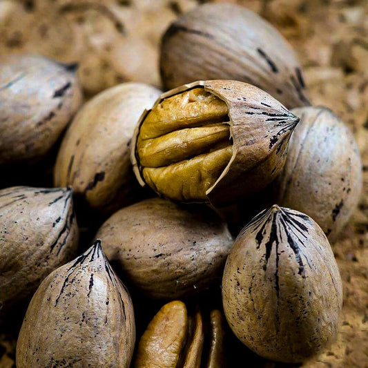 Live Plant - 5 Pecan Trees - 6-12" Tall Live Plants, Bareroot Seedlings - Carya illinoinensis