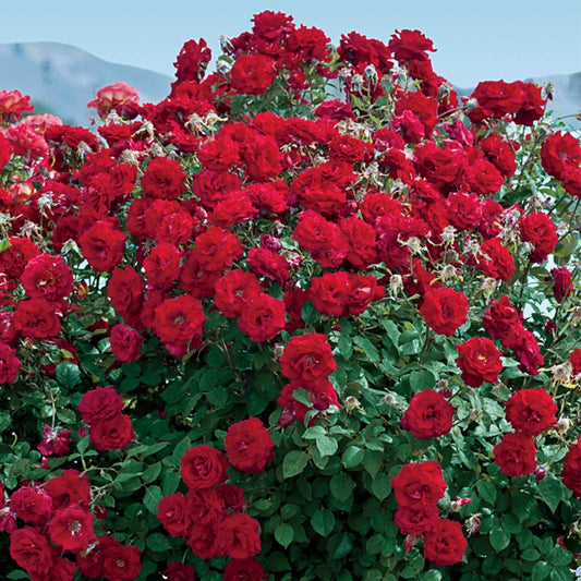 Heirloom Floribunda Roses, Live Own Root Plant for Outdoor Garden, Oh My!™, Lightly FragrantHardiness Zones: 5-10, Repeat Blooming