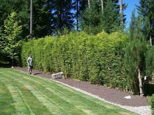 Golden Hedge Bamboo | 1 Extra Large Trade 3 Gallon Plant | Bambusa Multiplex | Clumping Non-Invasive Screening Live Bamboo