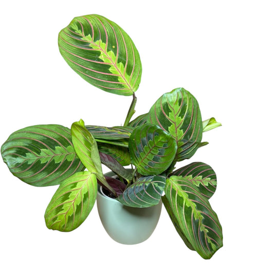 Live Plant, Red Maranta Prayer Plant, Pet Friendly, Air Purifying Plant, Easy Care, Easy to Grow Live Indoor Plant, Houseplant, Rare Indoor Plant, Home Décor 4.7 inch Pot (Sage)