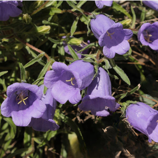 Clovers Garden Campanula (Bellflower) Rapido Blue Plants – Two (2) Live Plants – Non-GMO - Not Seeds - Each 3" to 6" Tall – in 4" Inch Pots – Perennial, Hummingbird & Bee Favorite