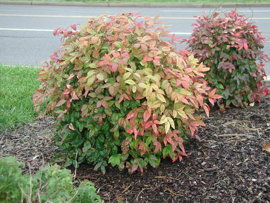 Live Plant - Dwarf Nandina Firepower Shrub - Heavenly Bamboo - 4-6" Tall Live Plant, 2.5" Pot