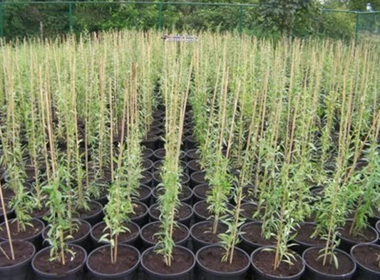 Live Plant - Goji Berry Shrub/Bush – 24" Tall Seedling, Live Plant – Potted – Lycium barbarum