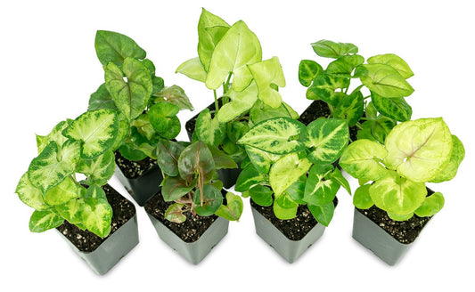 Syngonium (Grower's Choice)