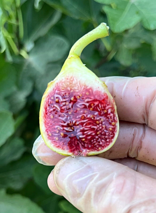 Live Plant - Fig Trees. Set of 4 Starter Plants. Cold Hardy!